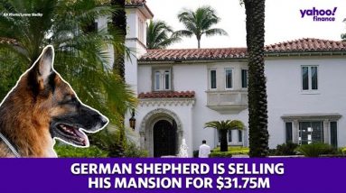 A German Shepherd is selling his mansion for $31.75M