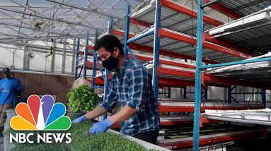 Farmer Using Greenhouse Tech To Feed His Community