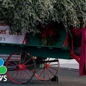 Jill Biden Receives The White House Christmas Tree