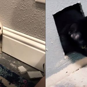 Woman SLAMMED in TikTok Video for Discovering Her Cat Behind a Bathroom Wall