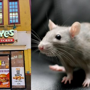 TikTok Video Shows RATS Running Around Popeyes Kitchen