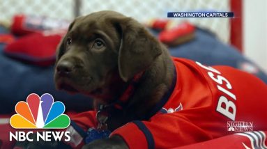 Washington Capitals Help Train Service Dogs For Veterans