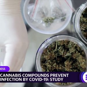 Cannabis compounds may prevent COVID infection, Microsoft hires Apple chip veteran, TPG prices IPO